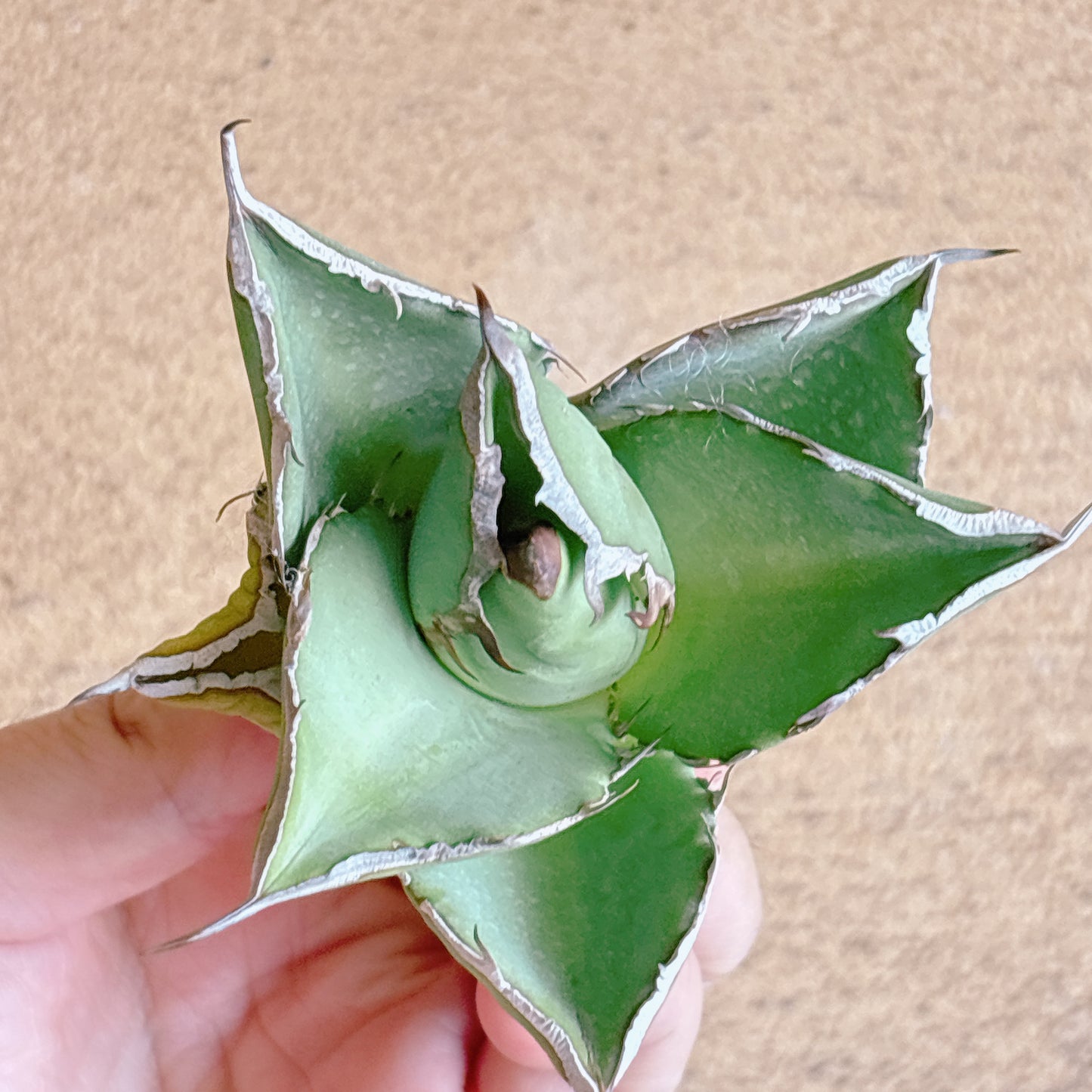 貔貅(ヒキュウ) A品 カット苗