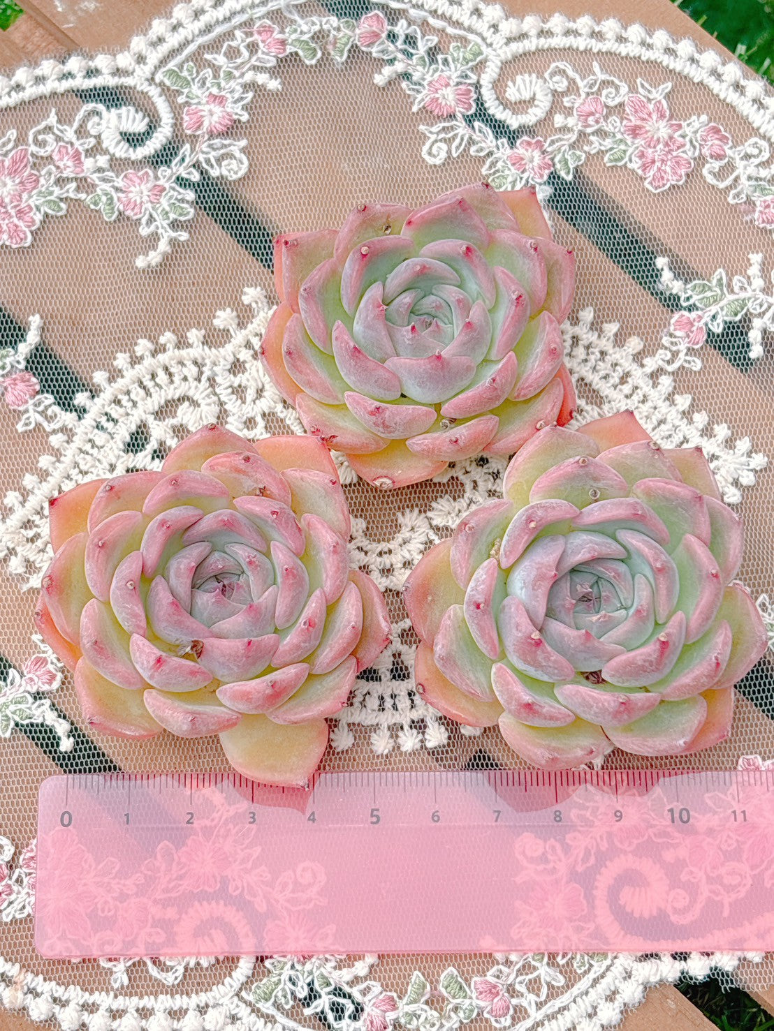 キャラリアン A品