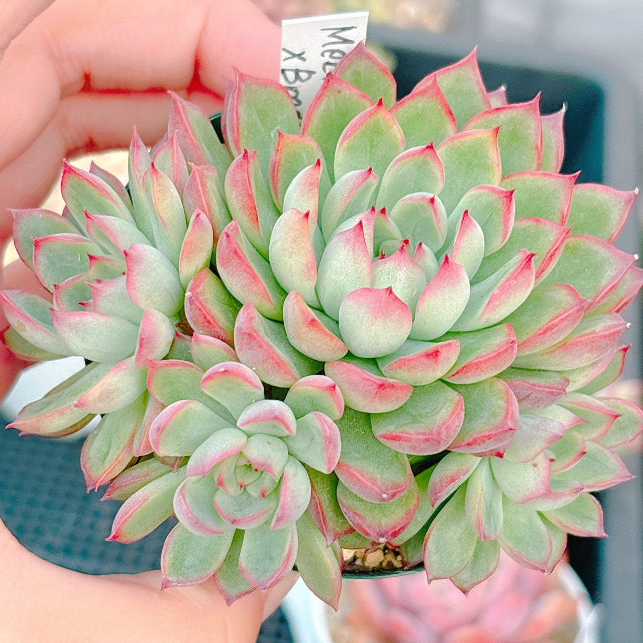 メビナ×ブラッドリー 特級品 28 – Bull Succulent