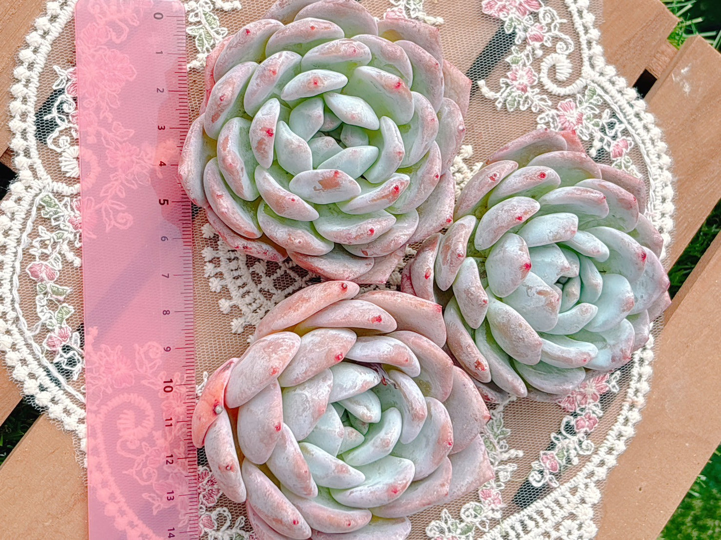 サンガ×オパリナ 大苗 特級品