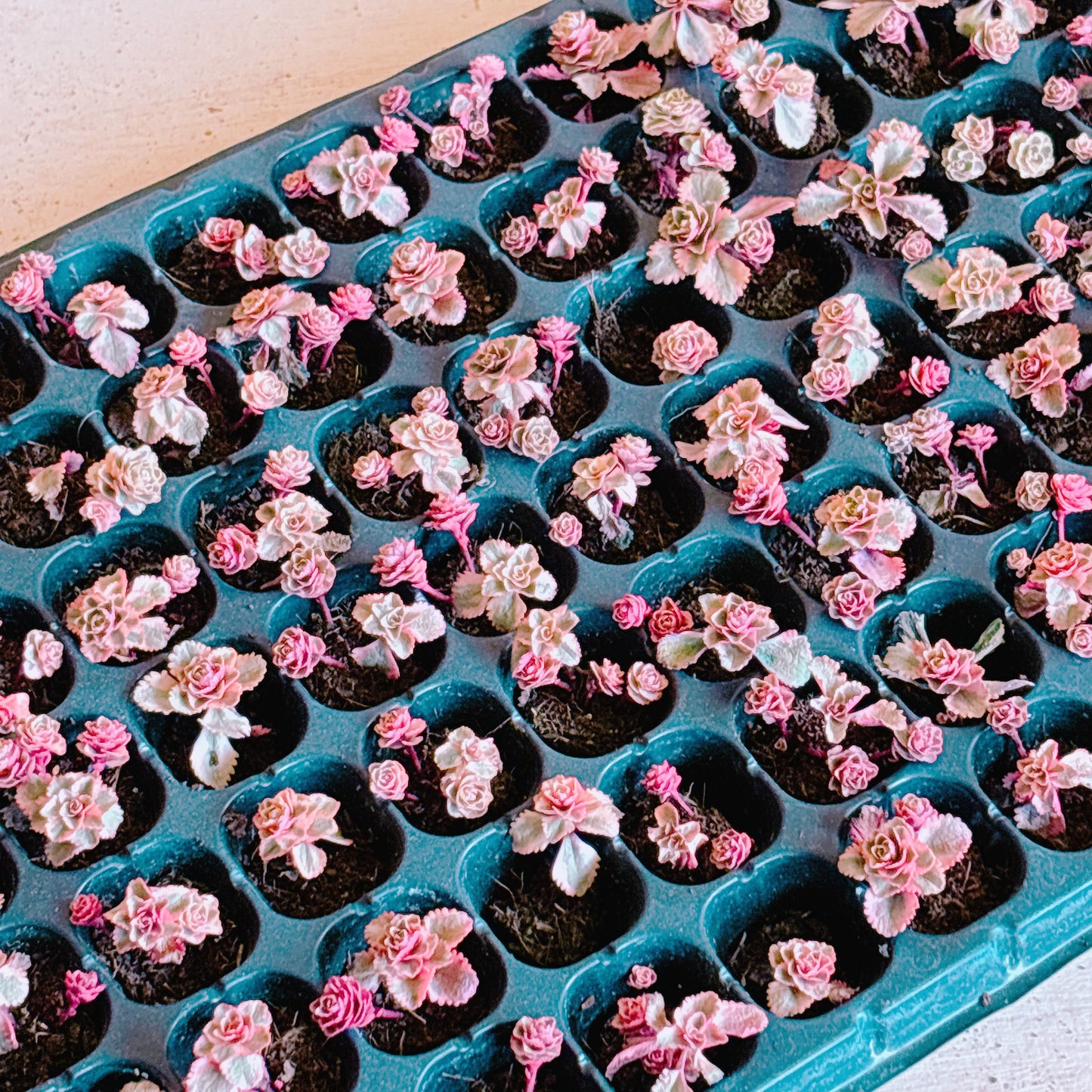 アトランティス A品 プラグ苗