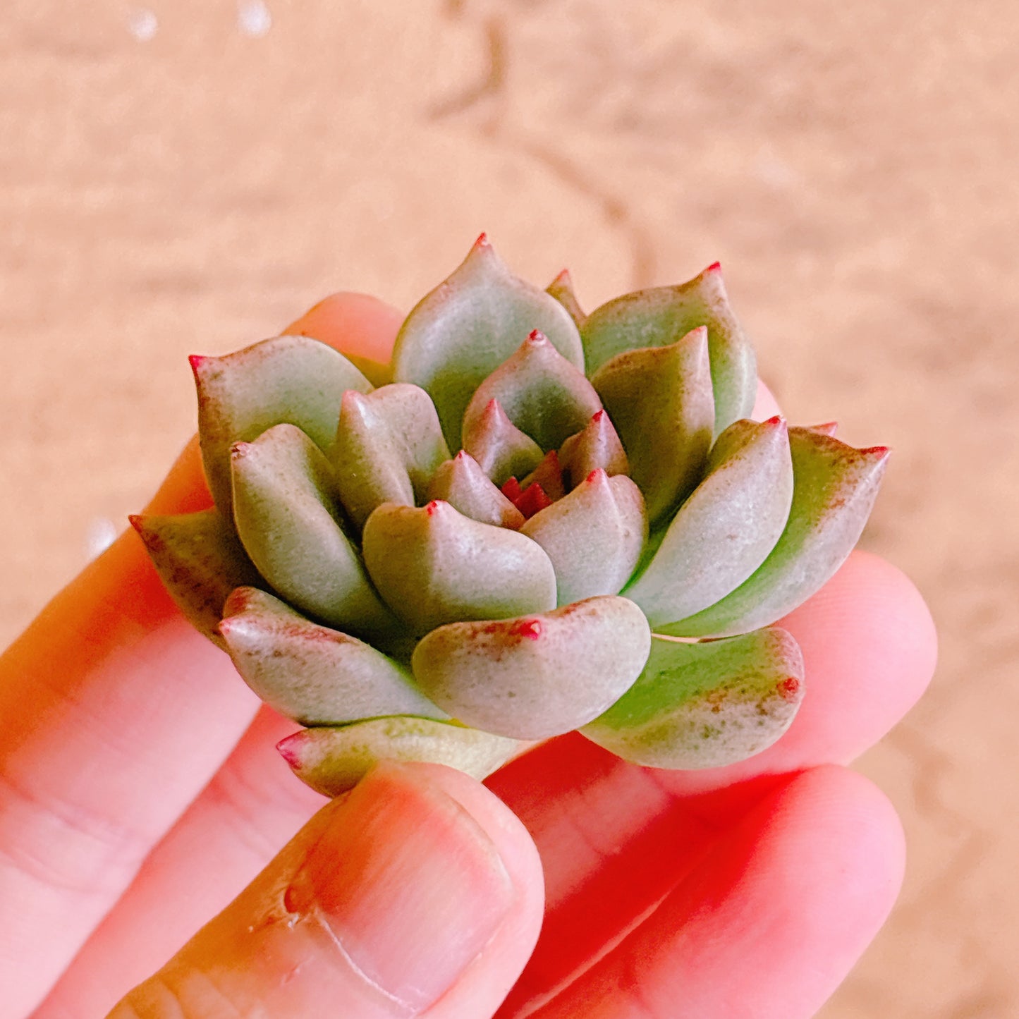 アリジェ A品 カット苗