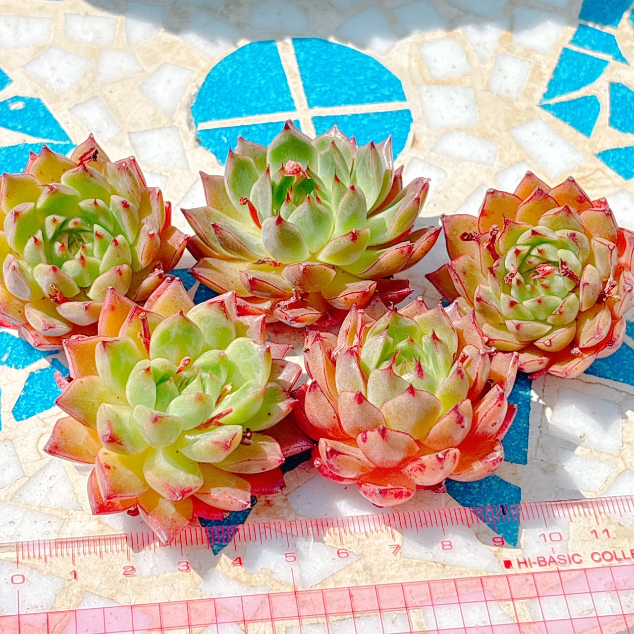 パープルストレンジ A品