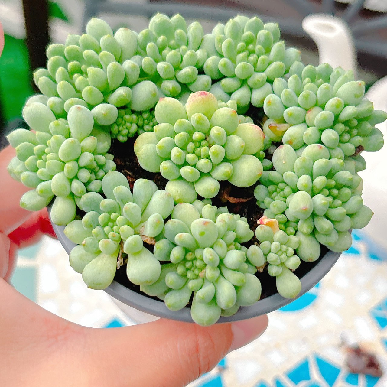 花火 A品 01
