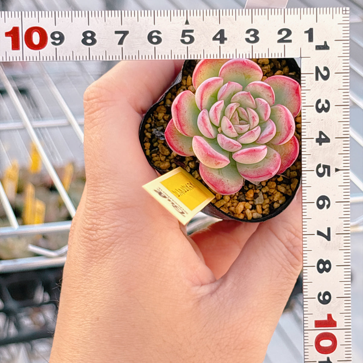 ピンクヒビスカス 【6-8】