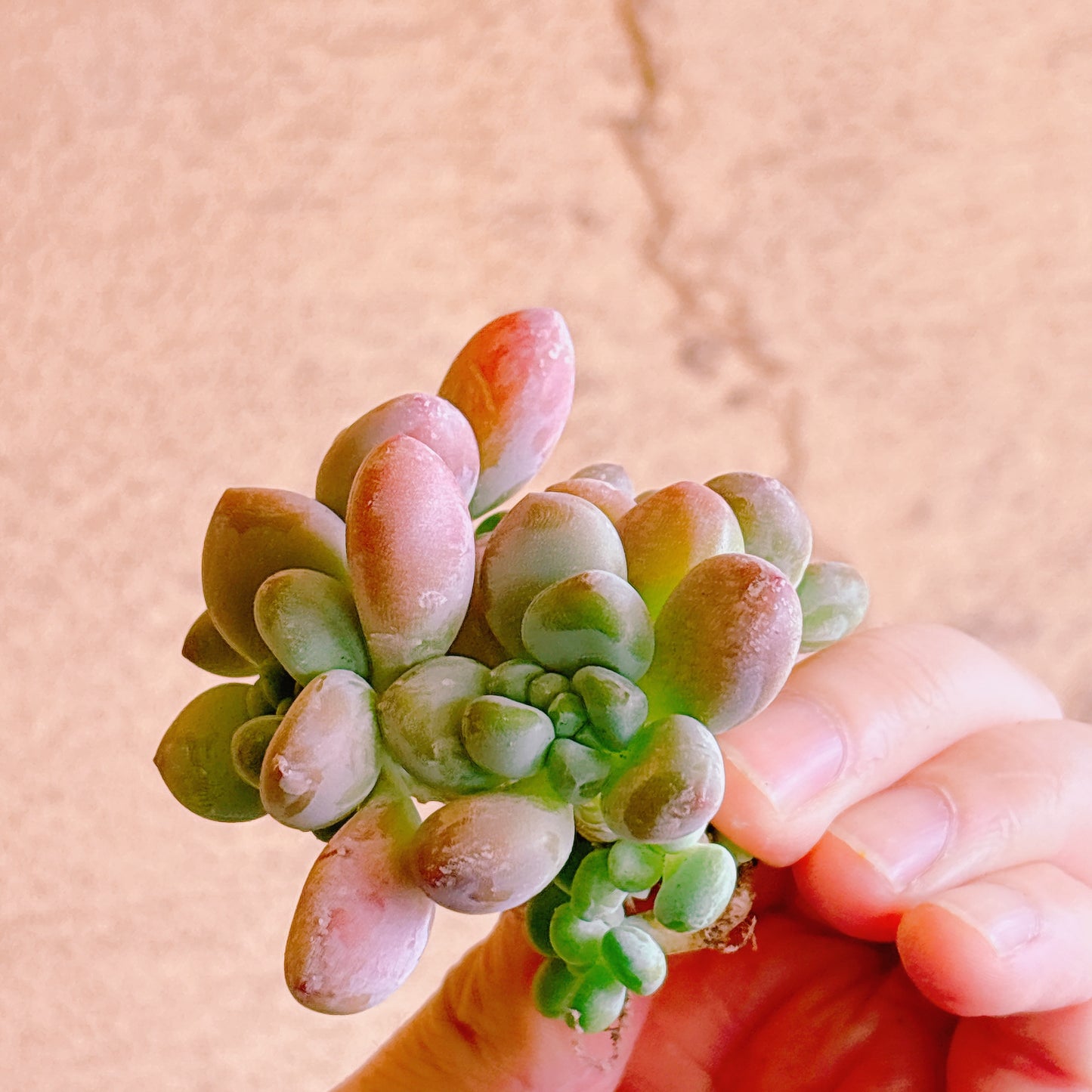 トム・サム A品 カット苗 134-8