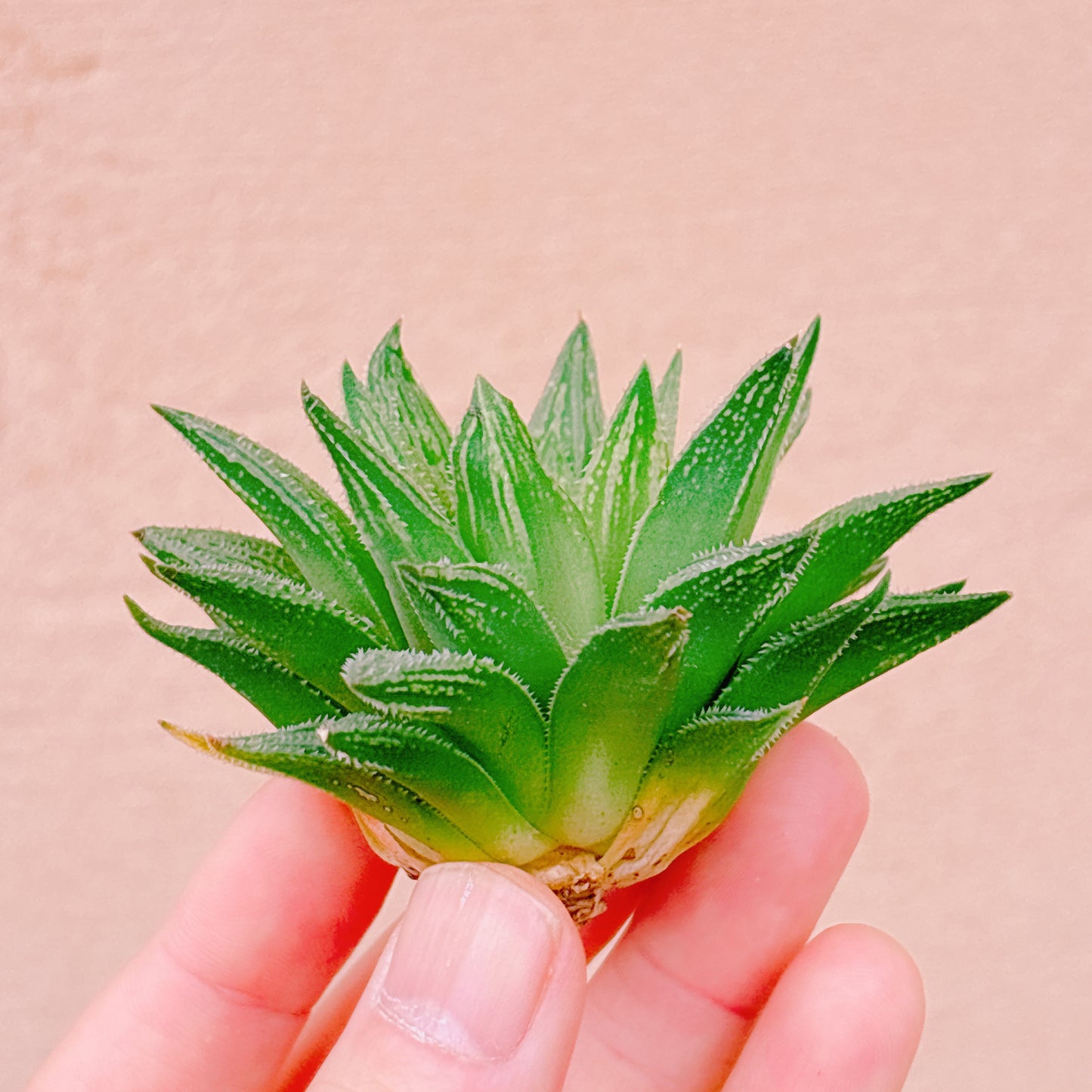 レツーサ A品 カット苗