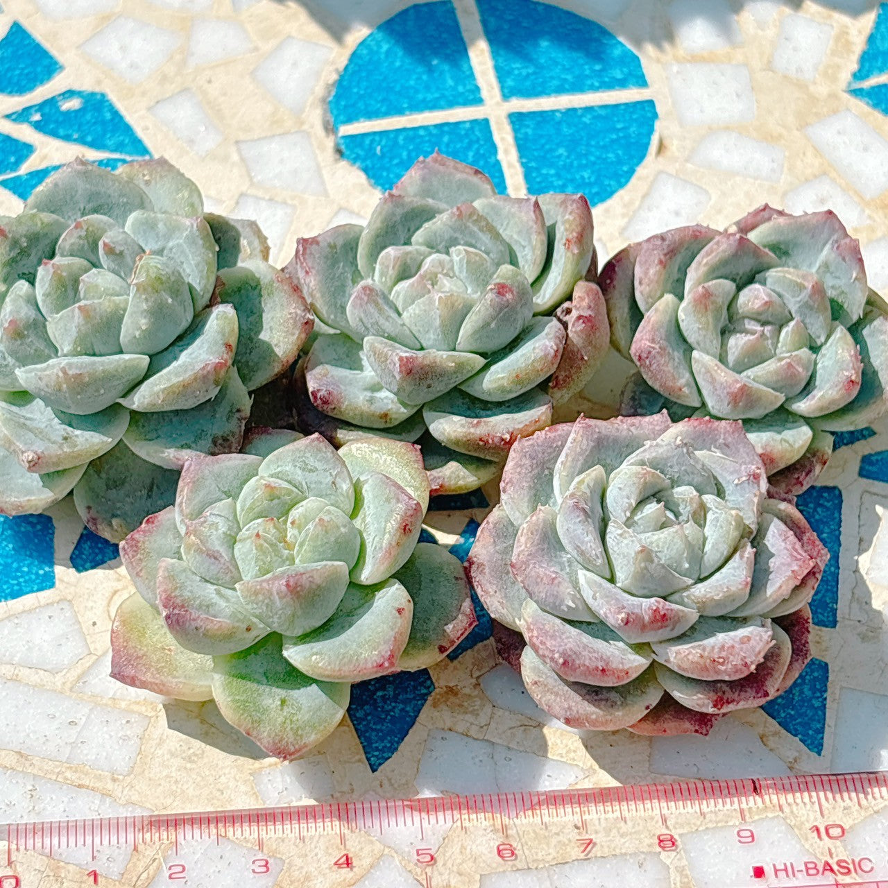 ココナッツツリー A品