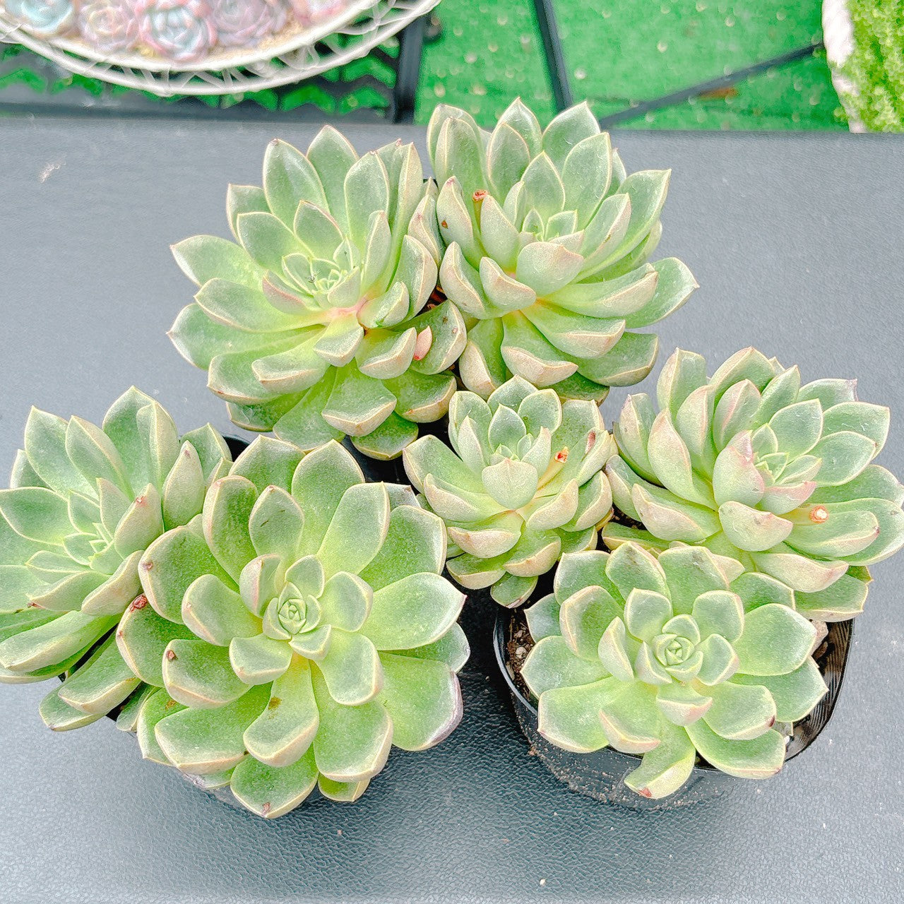 花村スペシャル180 A品