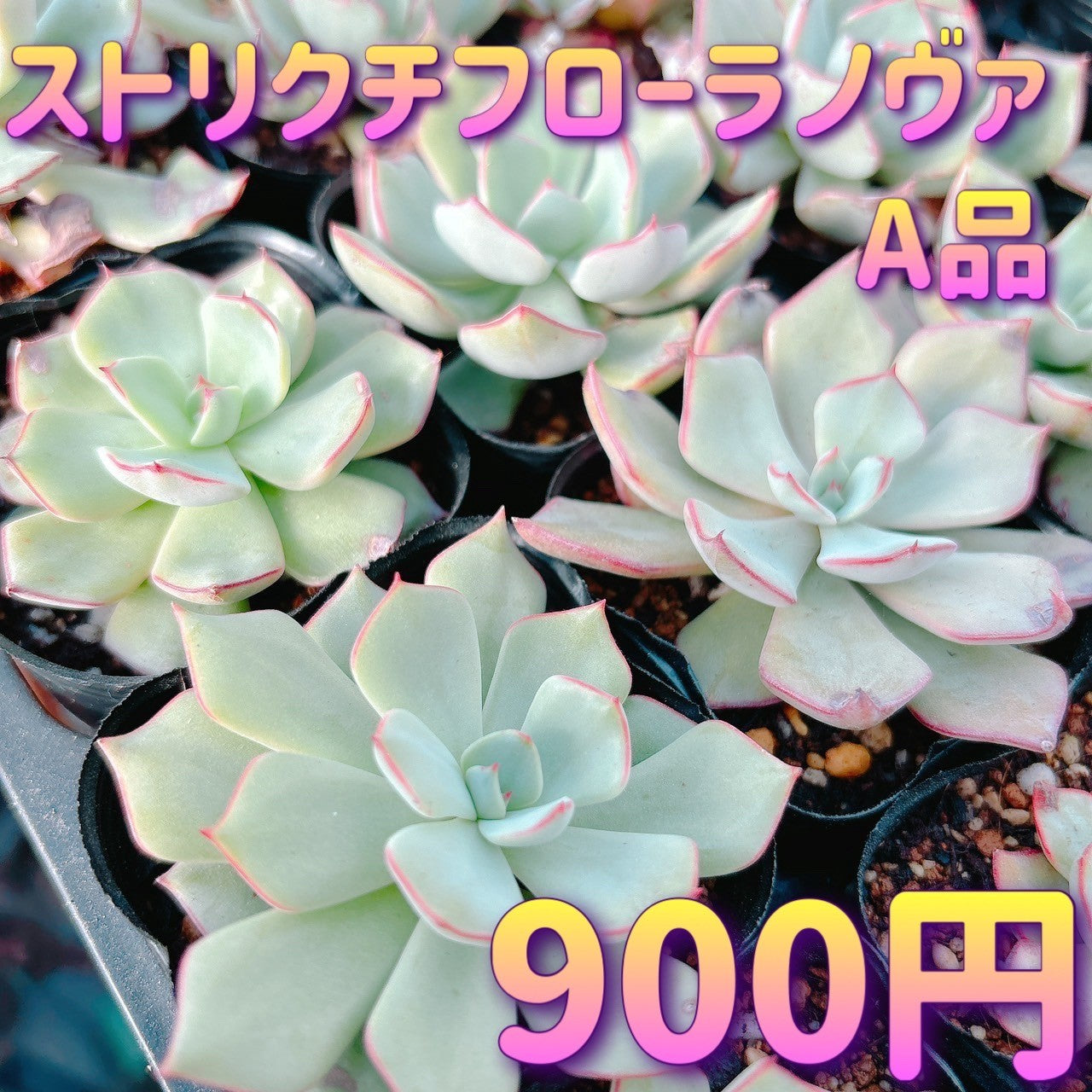 ストリクチフローラノヴァ A品 – Bull Succulent