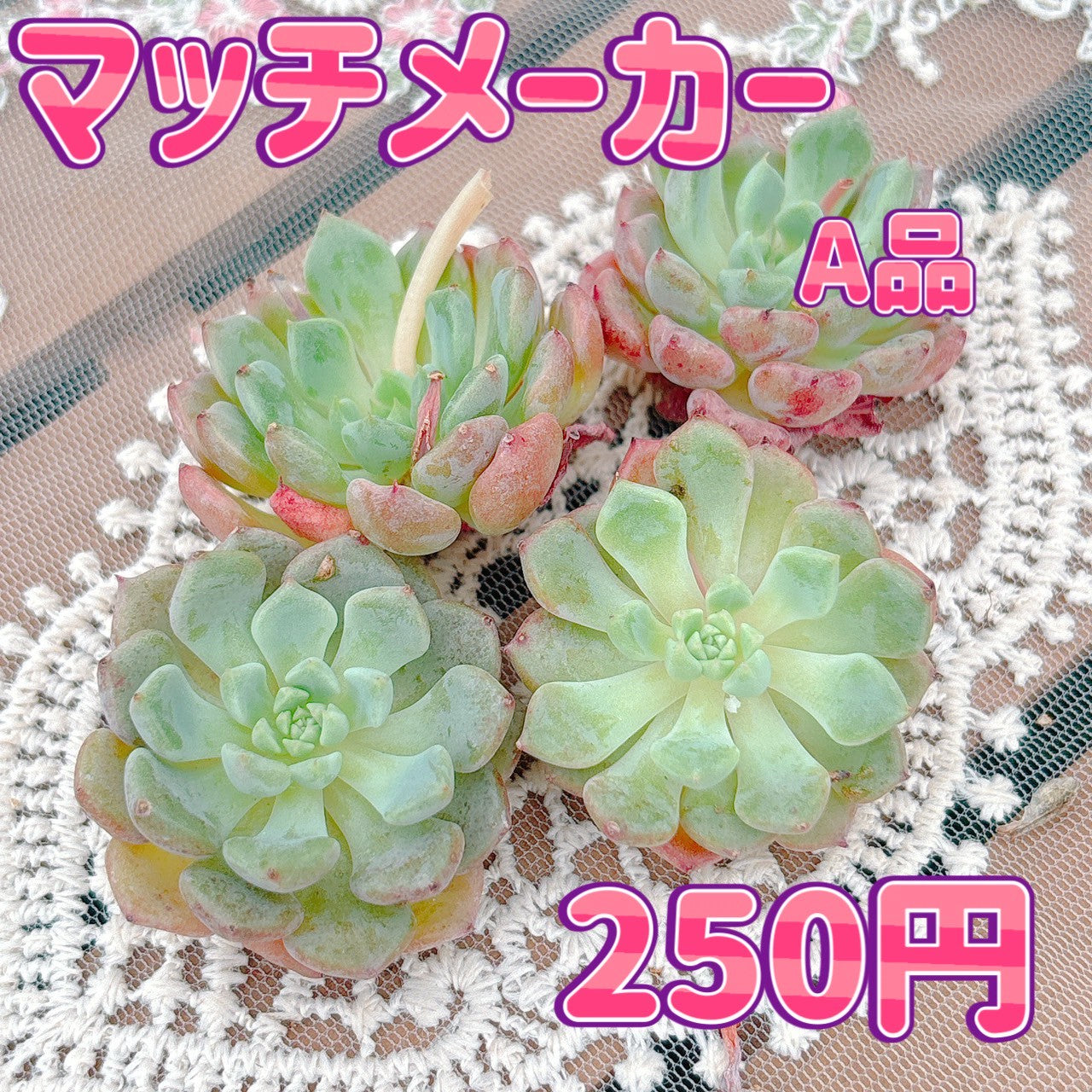 マッチメーカー A品 – Bull Succulent