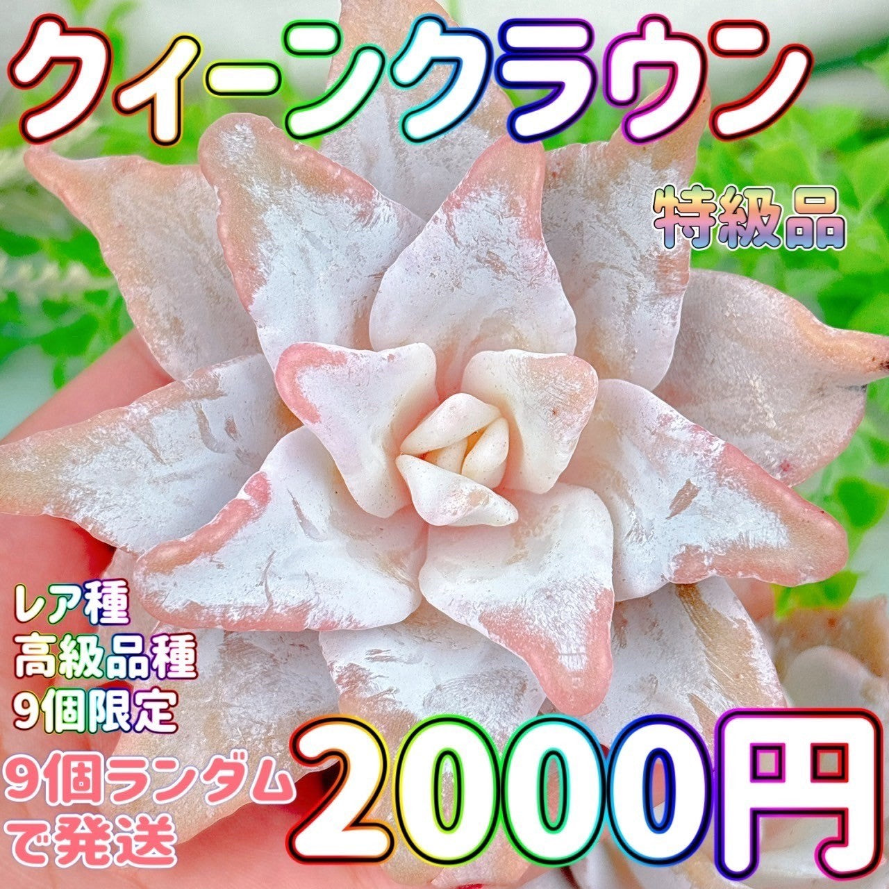 クィーンクラウン 特級品 – Bull Succulent