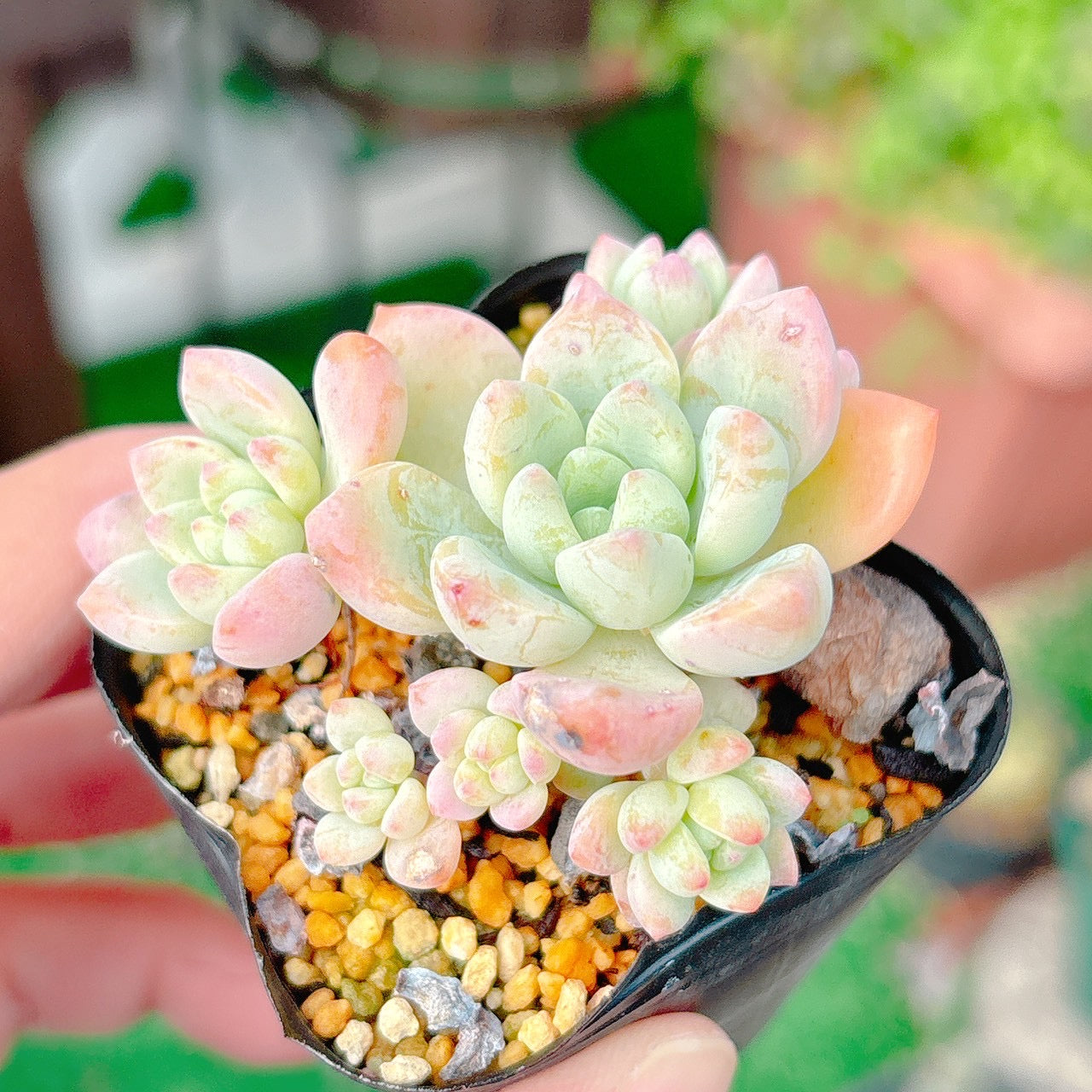 氷の花 A品 39