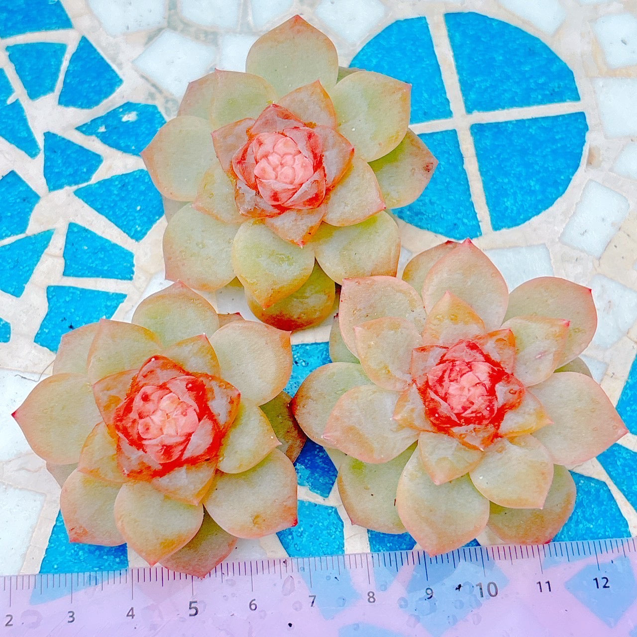 ライチパウダー A品