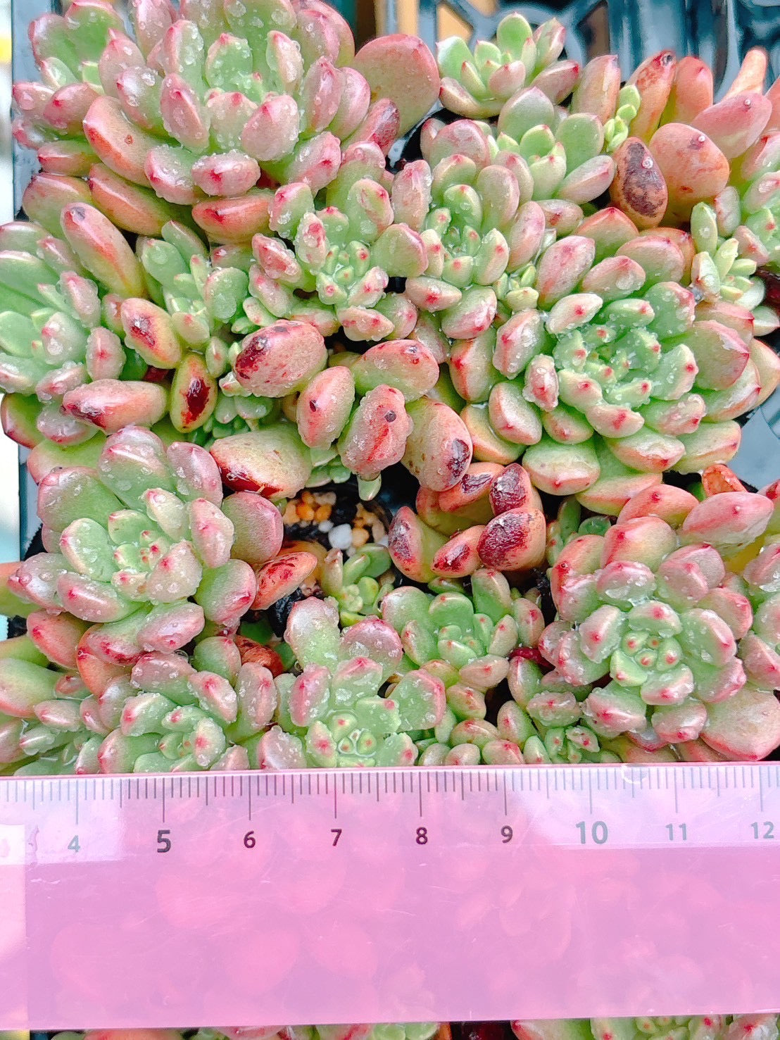 ピンクルルビー 群生 A品