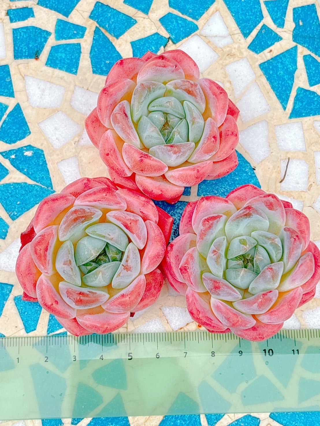ロンリーハート 特級品