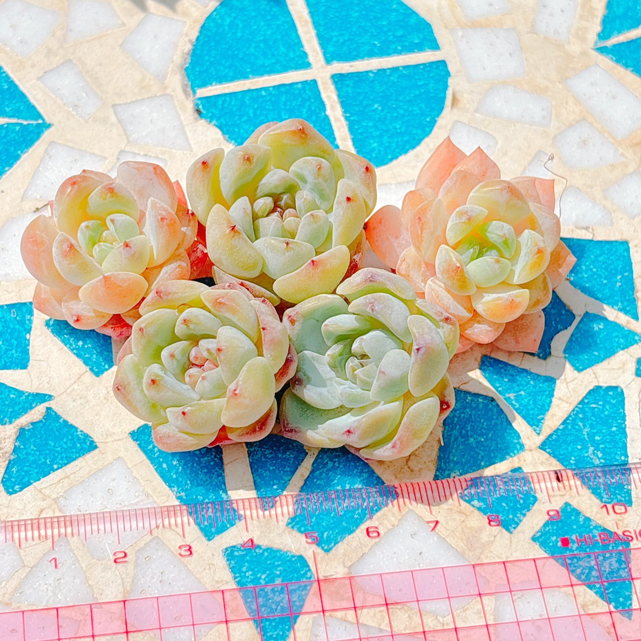 スモールベルト A品 小苗