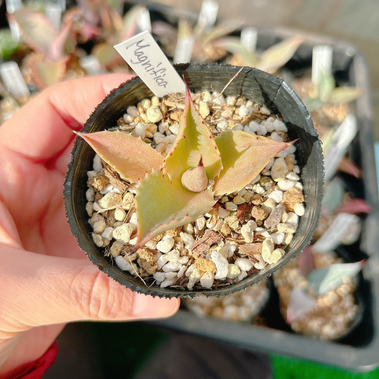 アガベ マグニフィカ