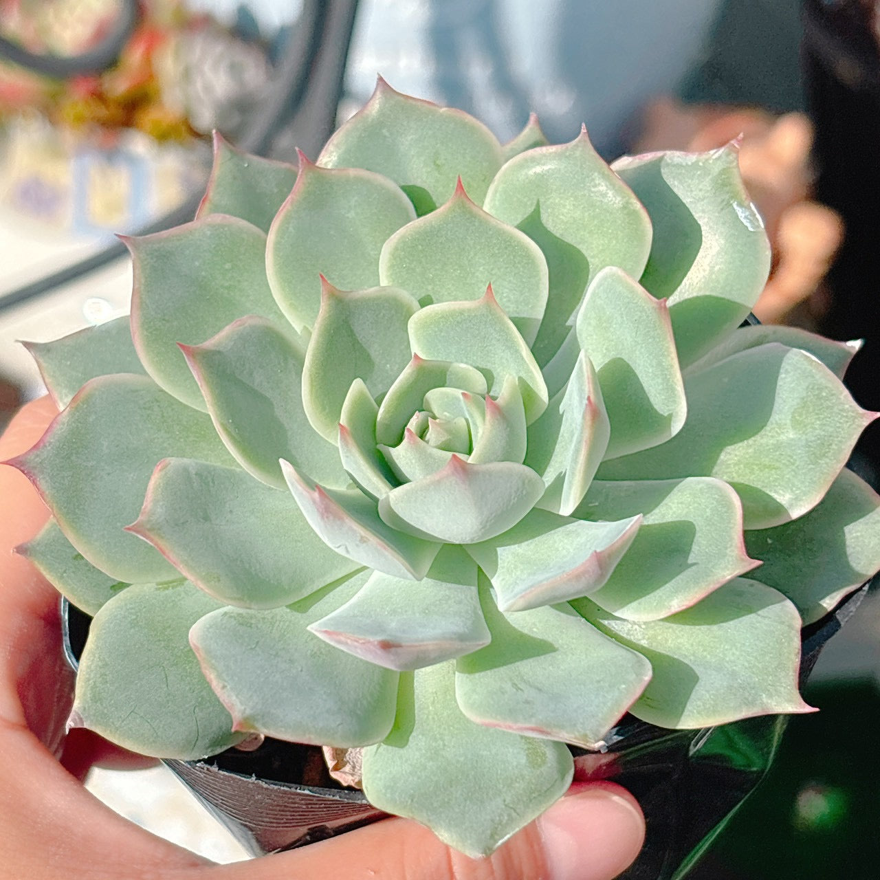 ピンクチップス A品 03