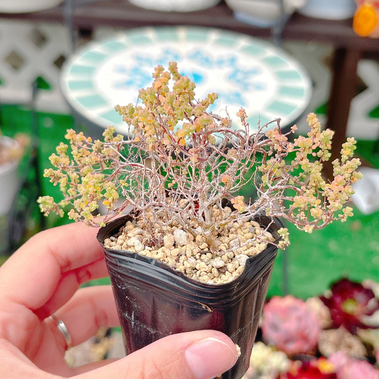 ドロサンテマム 紅宝石 B品 40