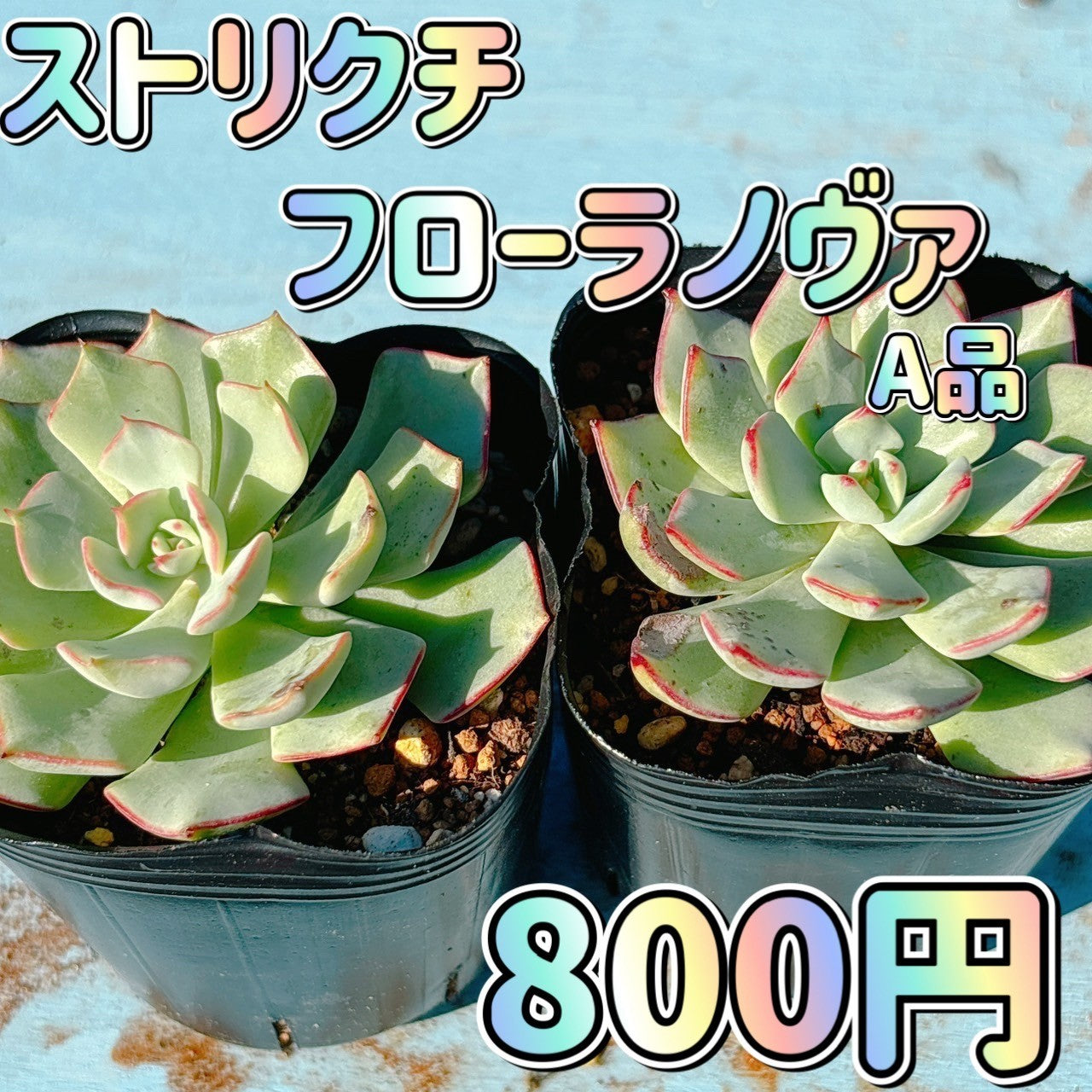 ストリクチフローラノヴァ A品 ポット苗 – Bull Succulent