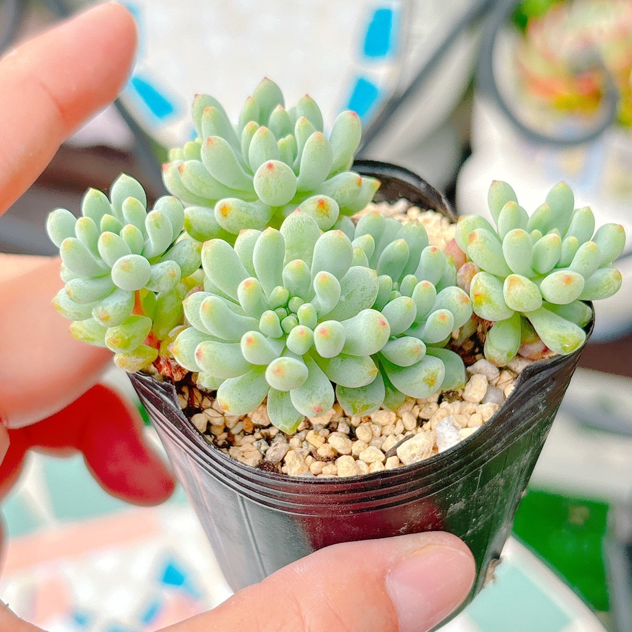 花火 A品 048