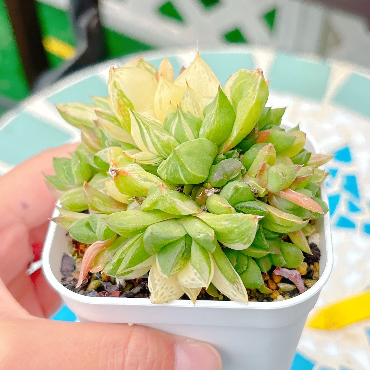 宝草錦 特級品 25