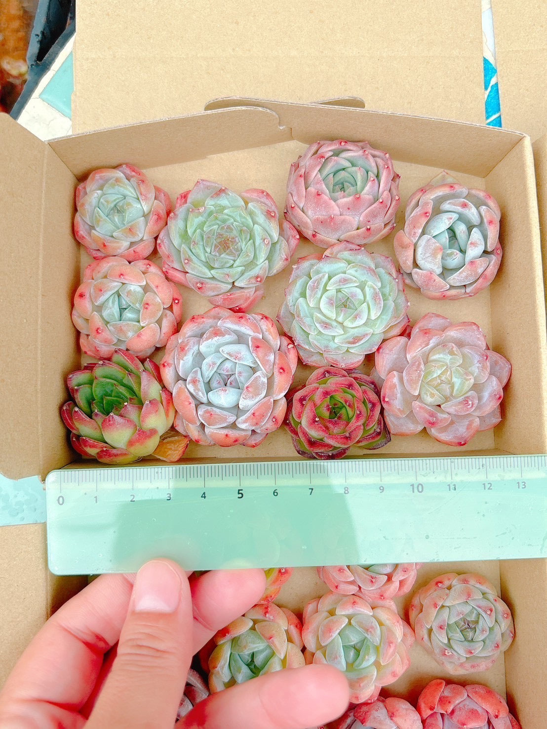 寄せ植えセット 特級品