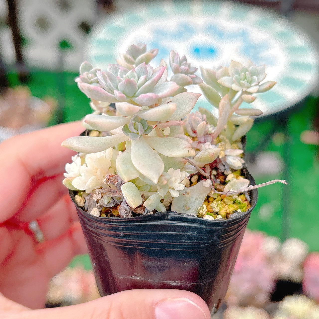 プロリフィカ錦 A品 30