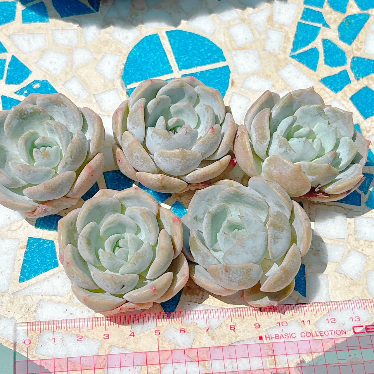 モナリザ A品