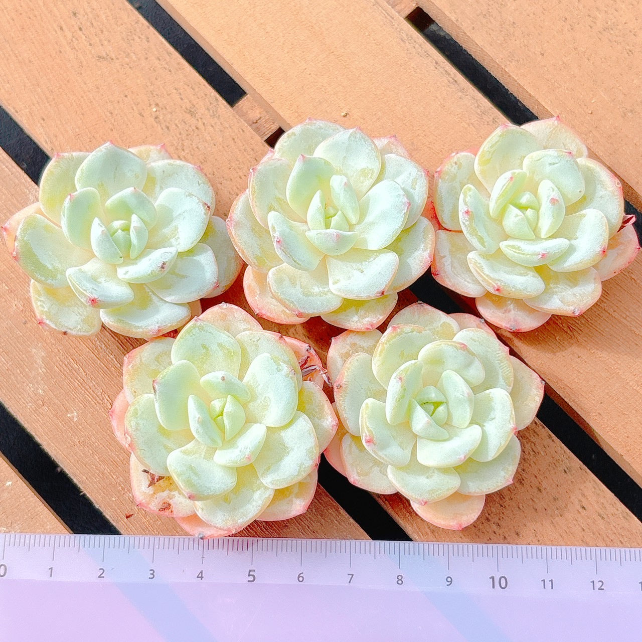 丸葉モンブラン A品