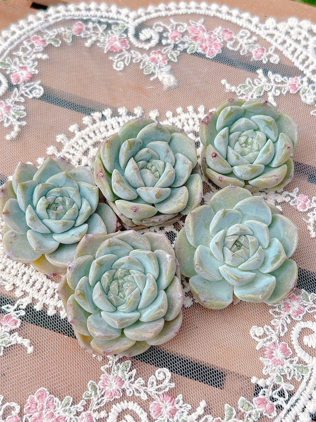 ピュアラブ A品