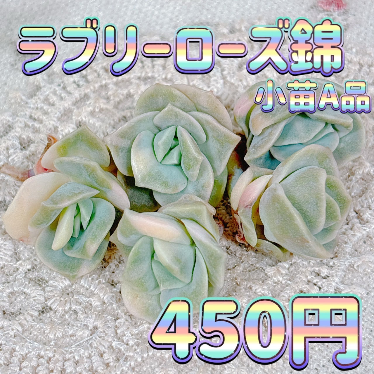 ラブリーローズ錦 小苗 A品 – Bull Succulent
