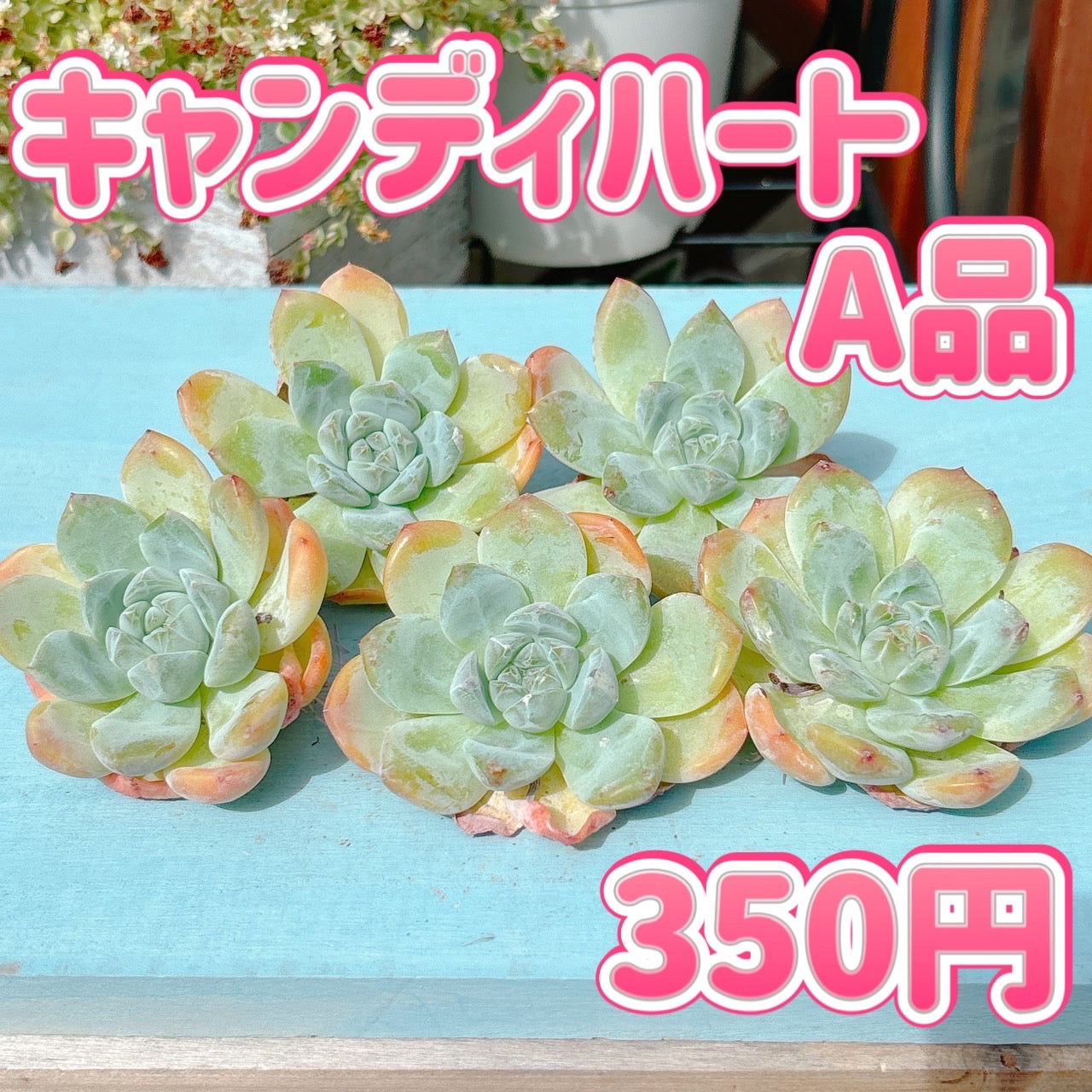 キャンディハート A品 – Bull Succulent