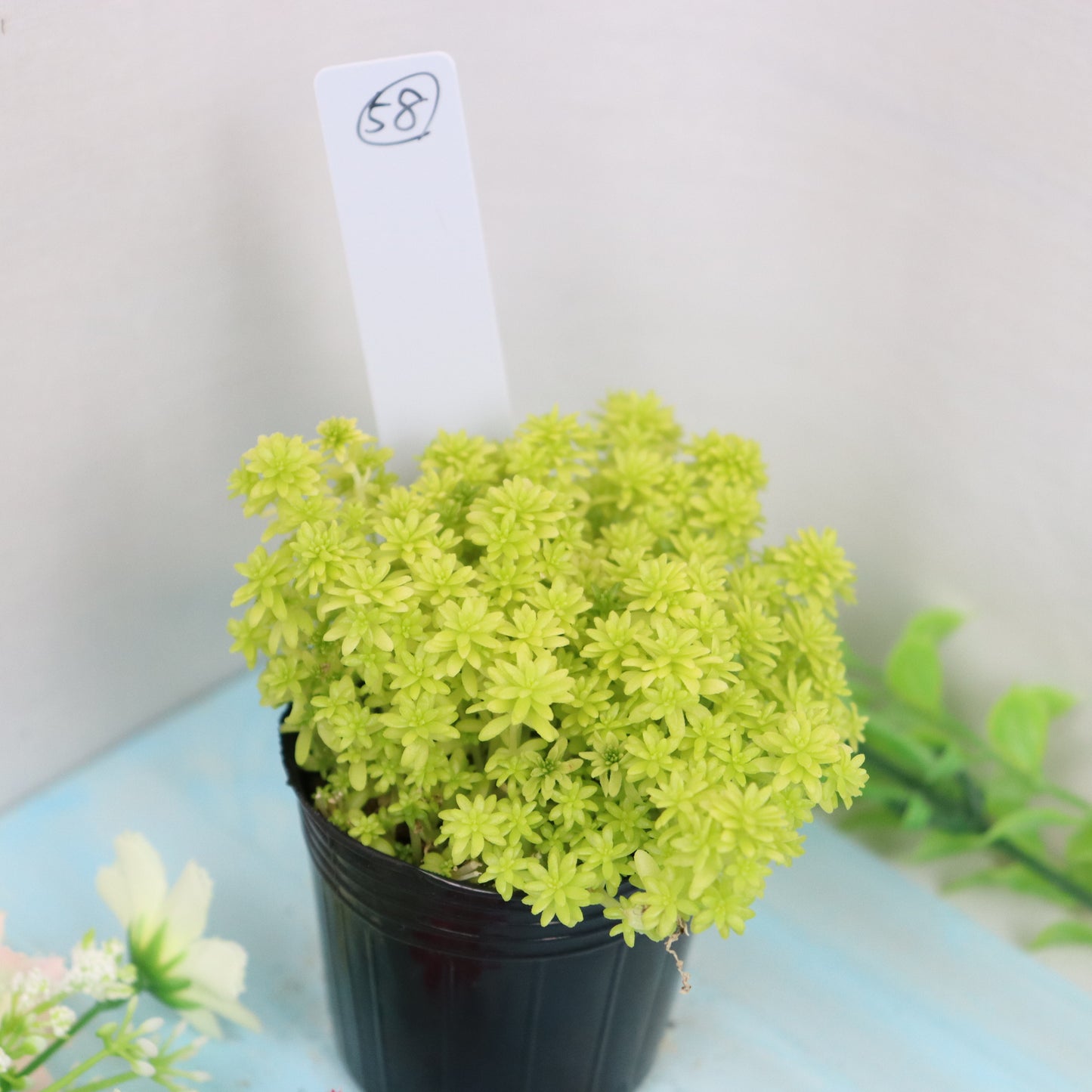 細葉黄金万年草 58