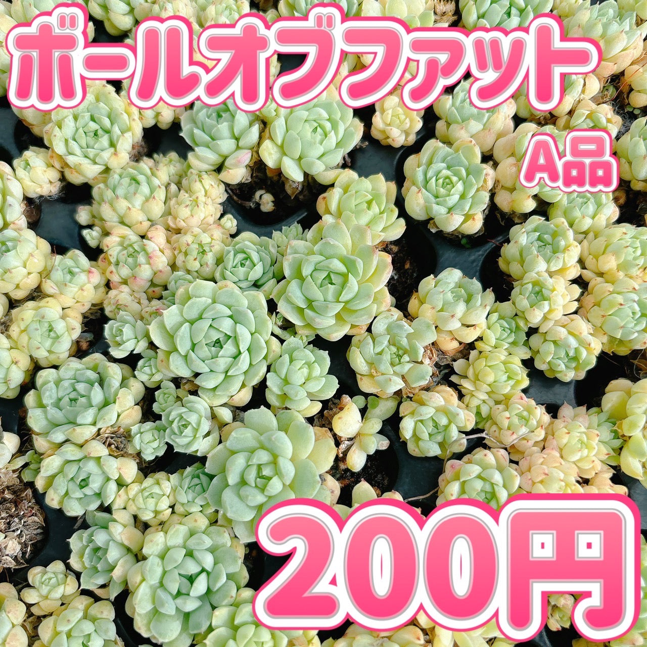 ボールオブファット A品 – Bull Succulent