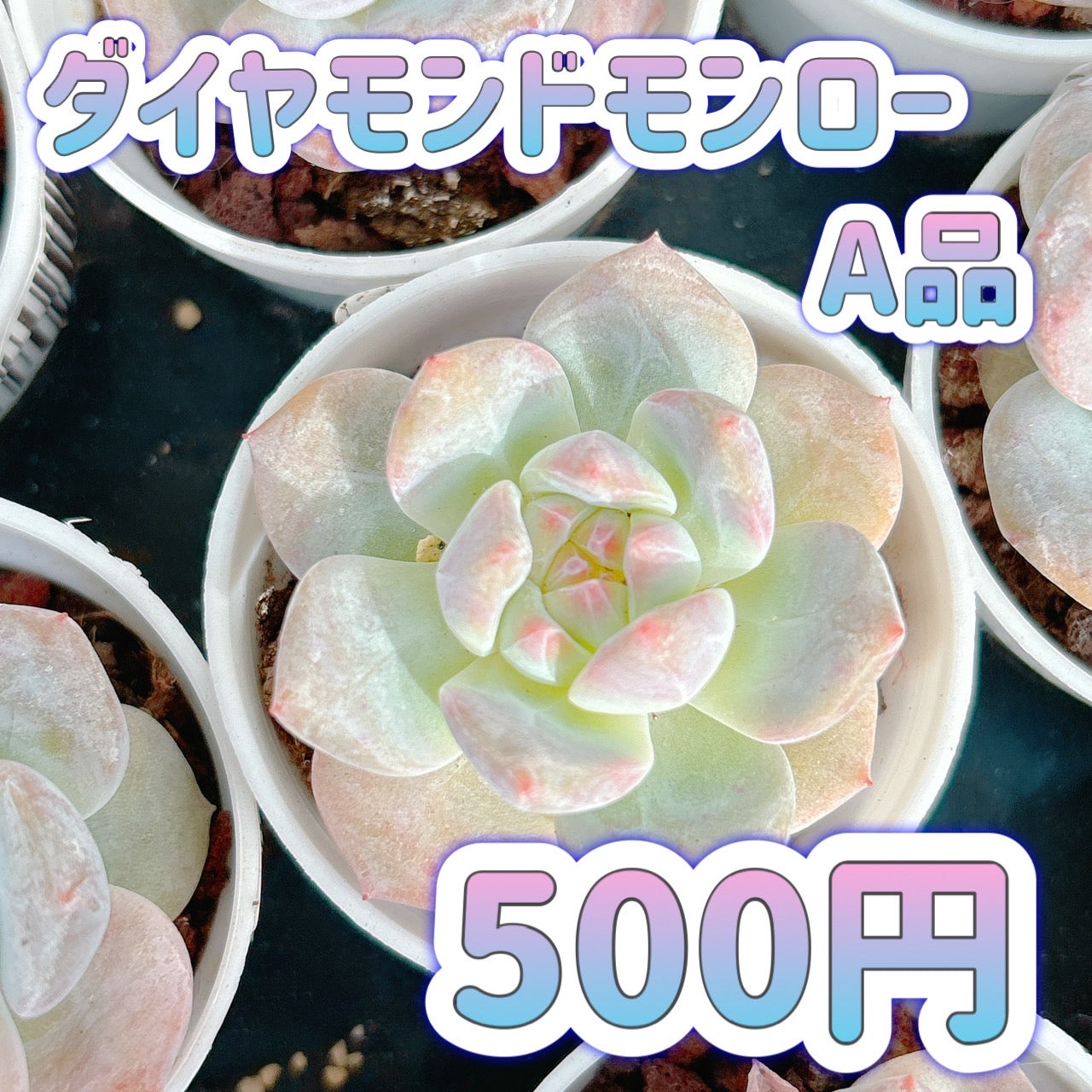 ダイヤモンドモンロー A品 – Bull Succulent