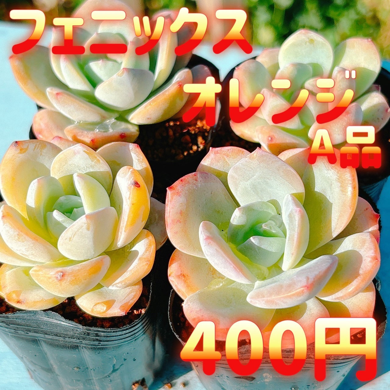 フェニックスオレンジ A品 ポット苗 – Bull Succulent
