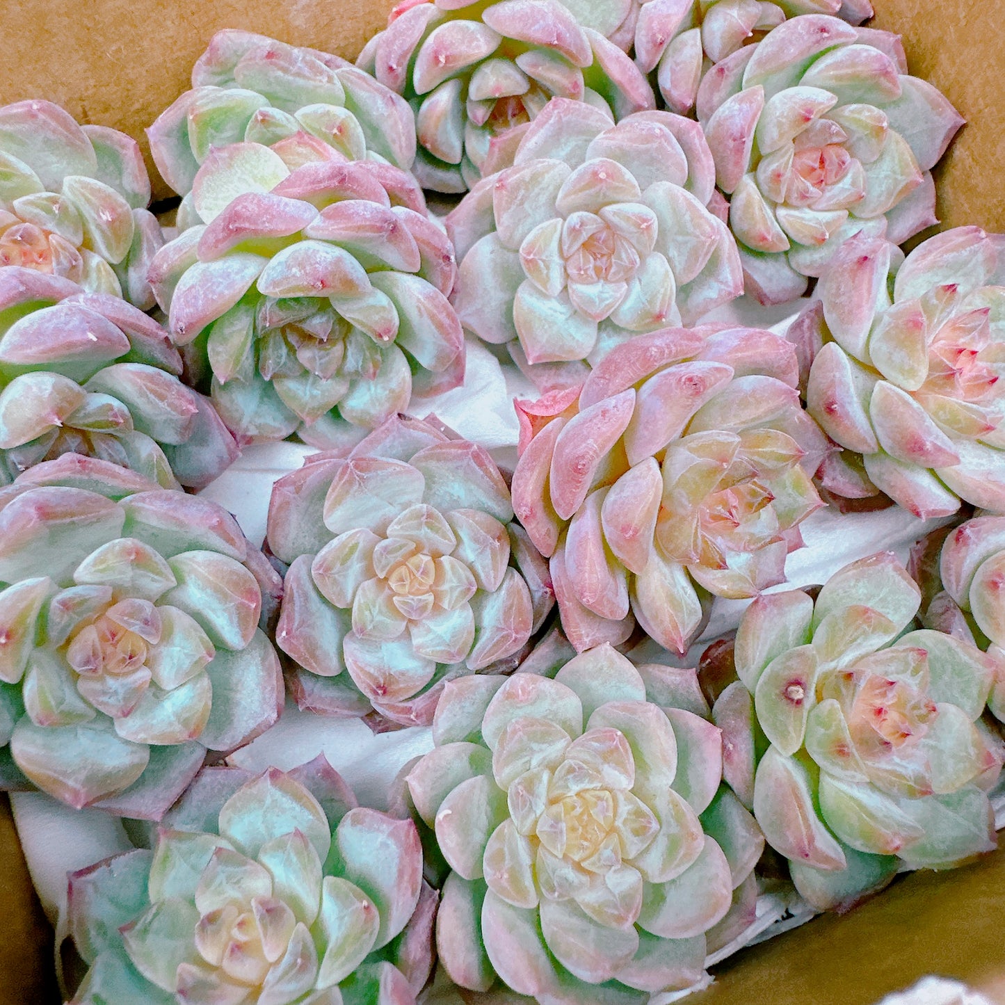 シュガーエヴァ 小苗