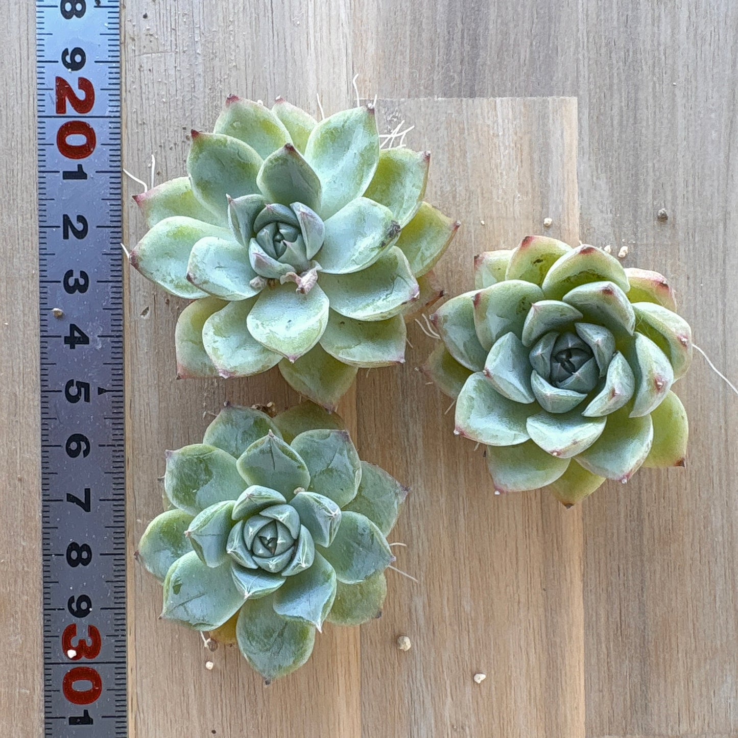 ピンククリスタルローズ A品 2025-12-01