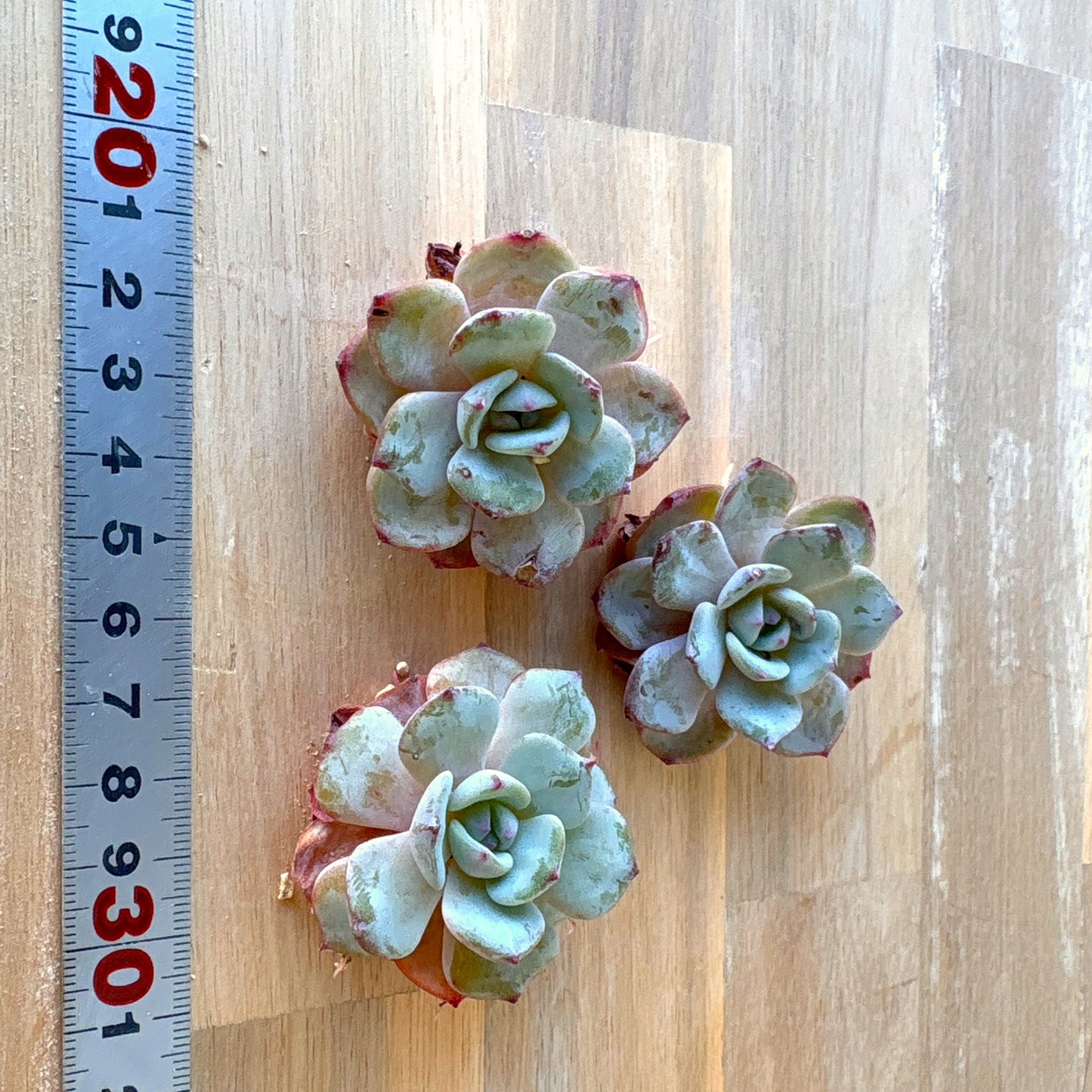 丸葉モンブラン A品 2025-12-01