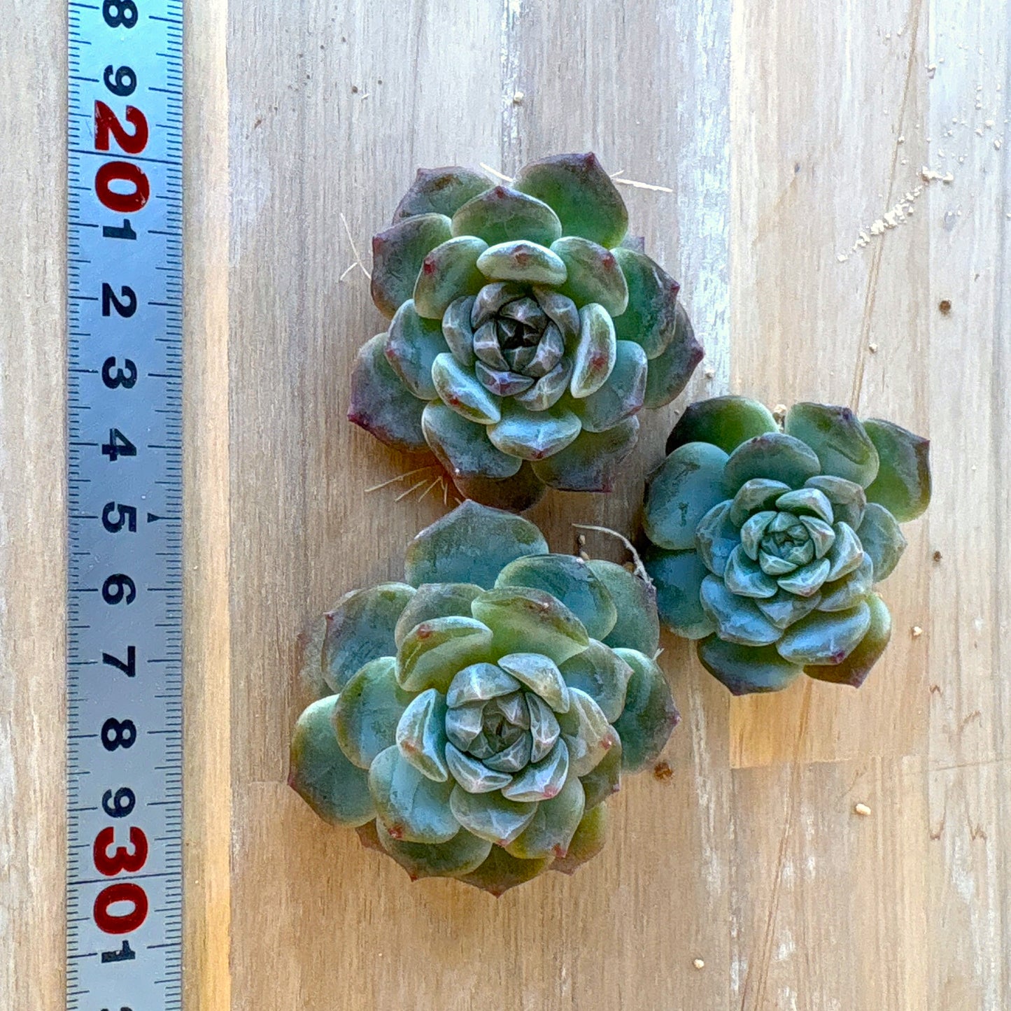 イエロークィーンタワー A品 2025-12-01