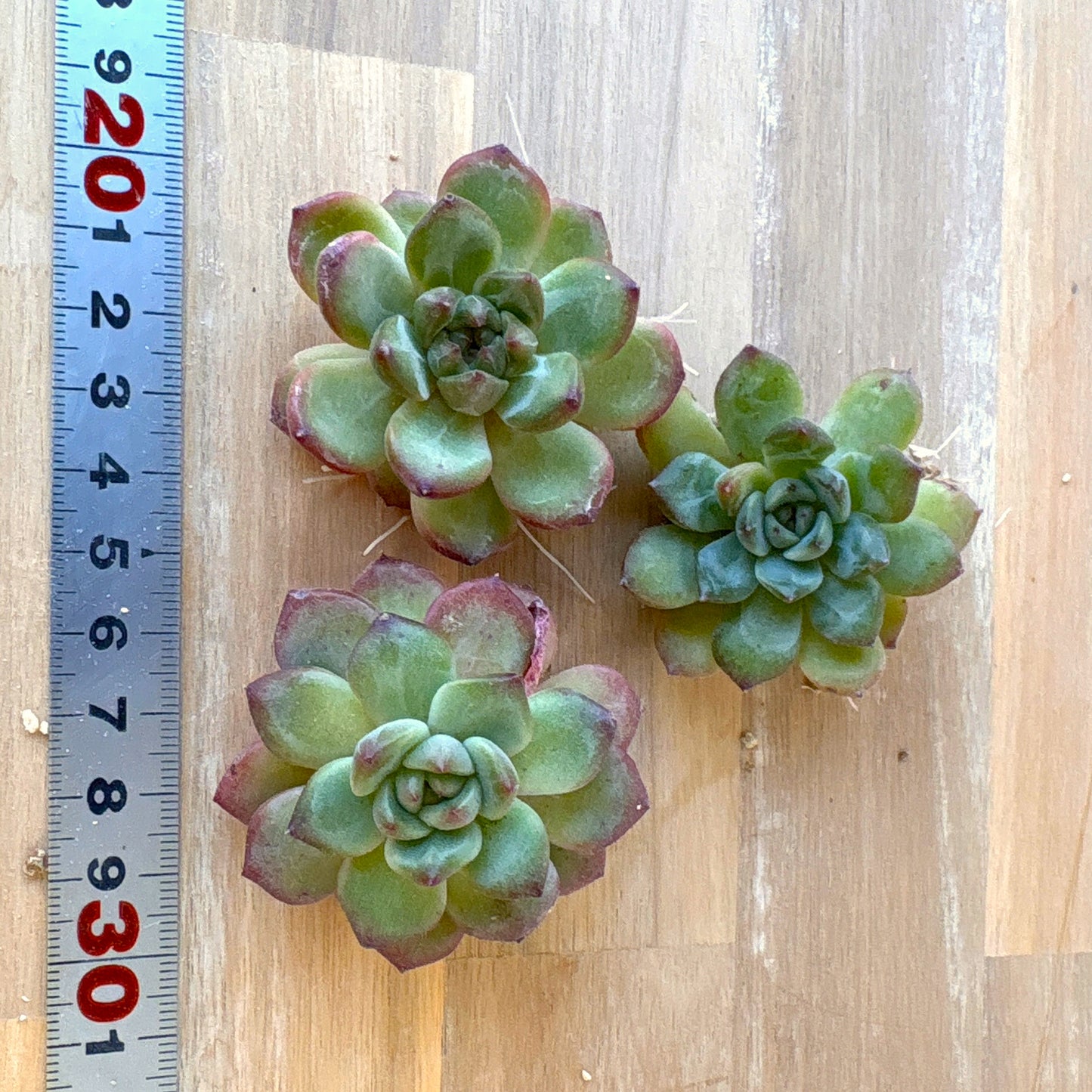 マドンナ A品 2025-12-01