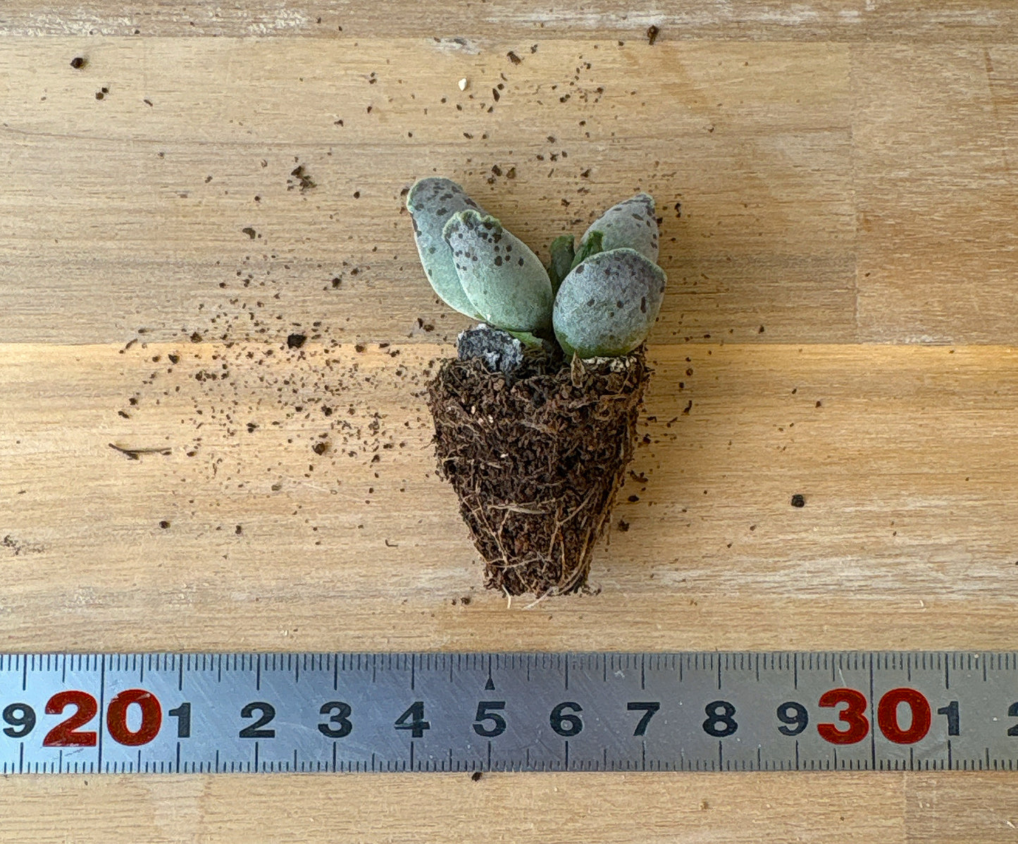 アザラシ A品 プラグ苗 2025-12-05