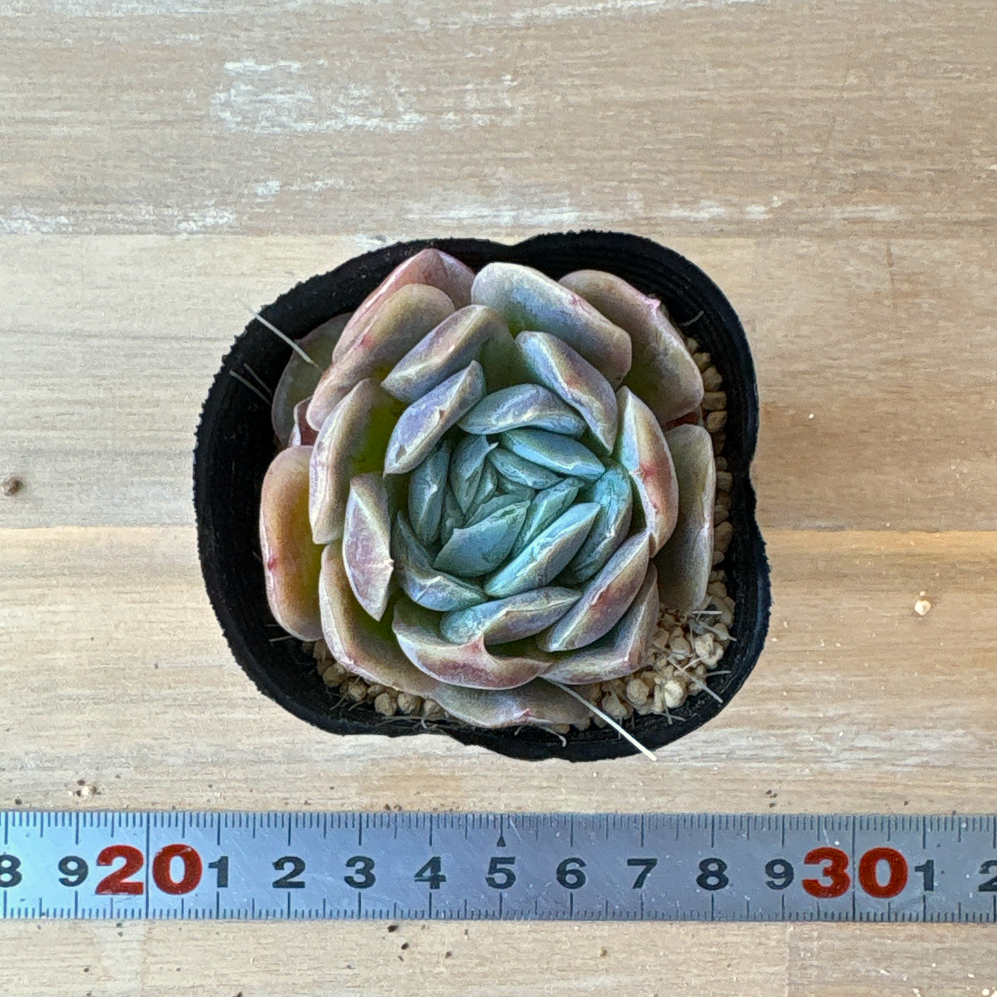 ポトシナ A品 ポット苗 2025-12-05