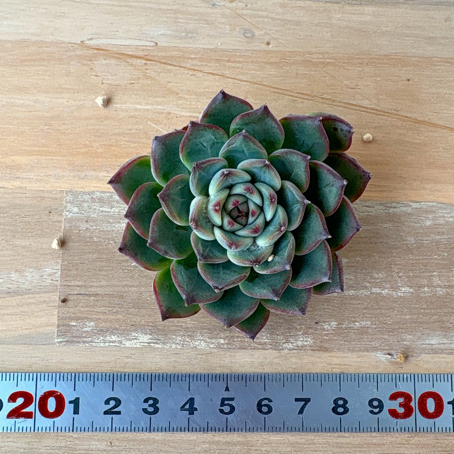 シヴァルリー A品 根付き苗 2025-12-05