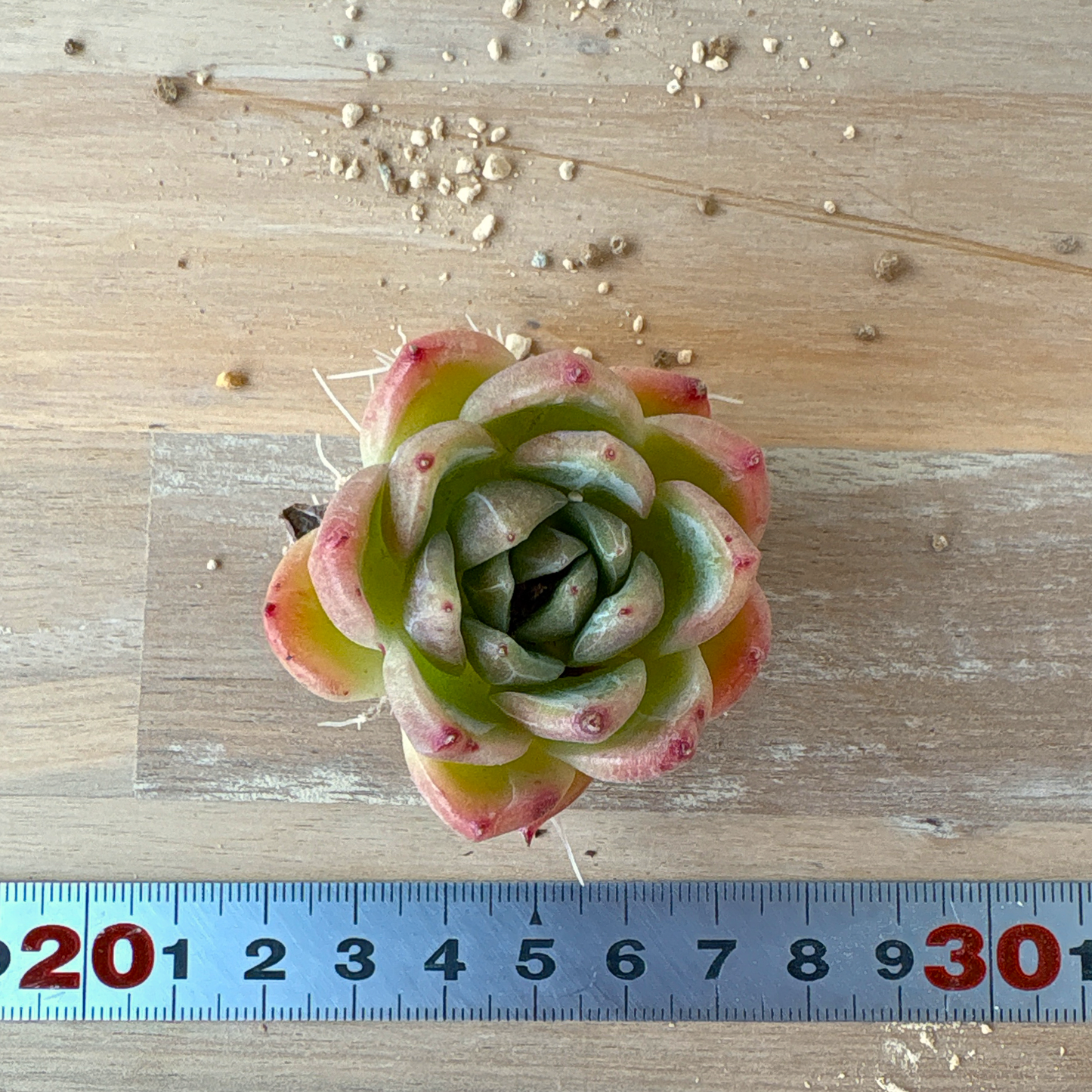 ドリームトークローズ A品 根付き苗 2025-12-05