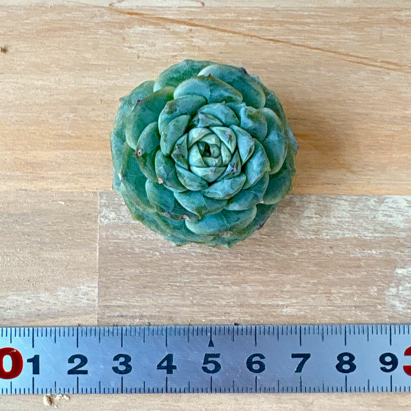 アイスハート A品 根付き苗 2025-12-05