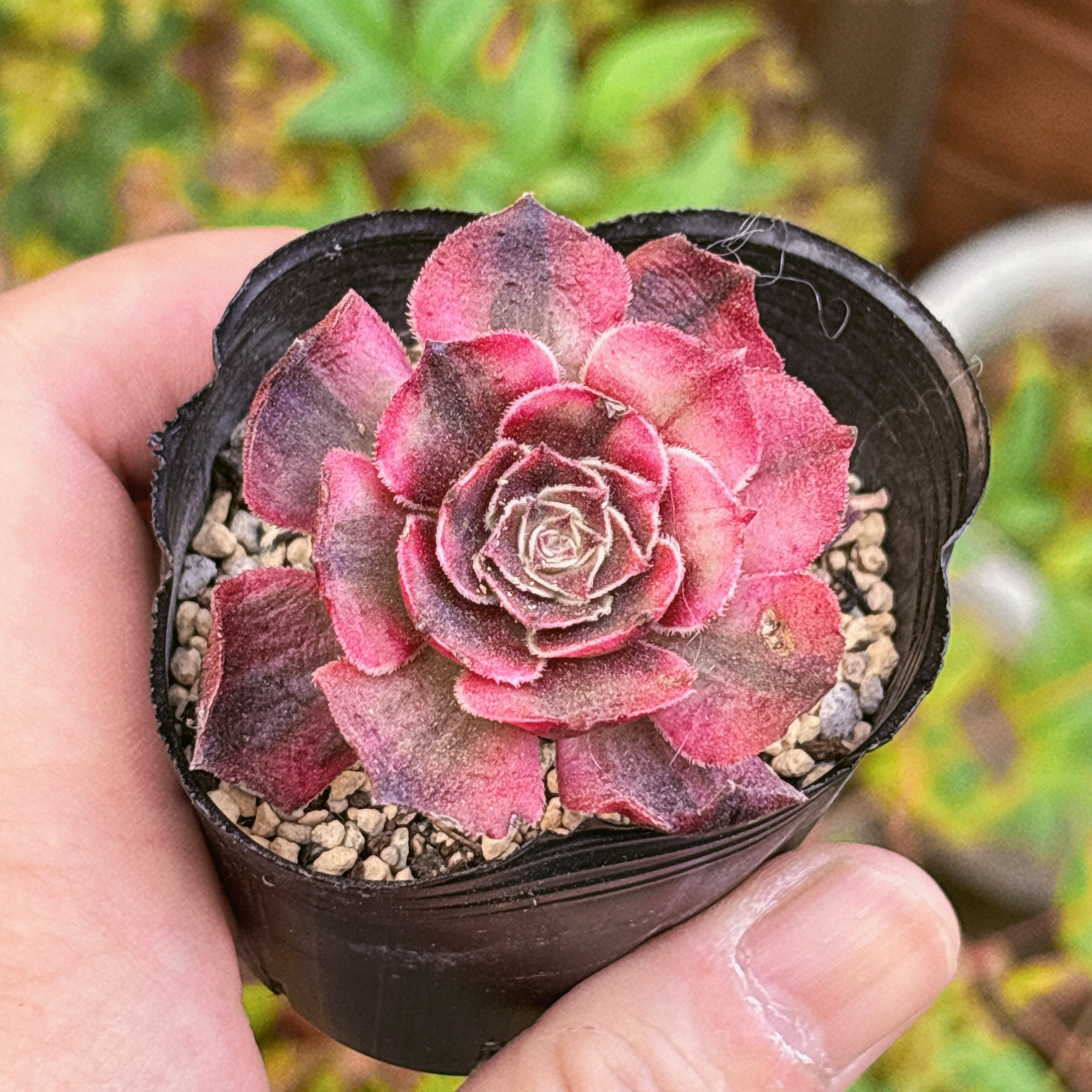 【34.ピンクシャネル＊多肉植物販売会】 ピンクシャネル A品 1 2025-12-06 – Bull Succulent