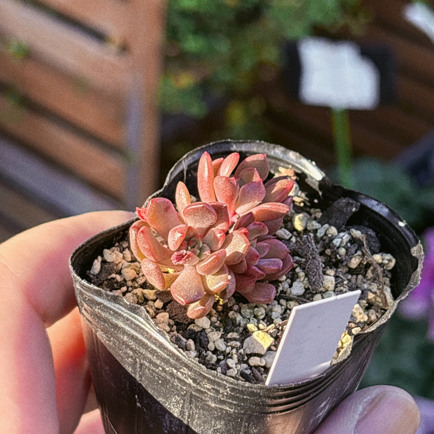 ピンクルルビー A品 【7】 2025-12-07